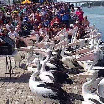 Central Coast Motorcycle Tours - Pelican Feeding Experience