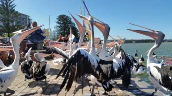 Pelican feeding gosford south coast sydney