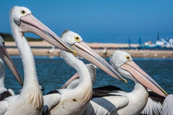 Pelican feeding sydney