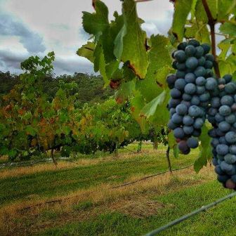 Hawkesbury Motorcycle & Wine Tours - Western Sydney Wine Tour